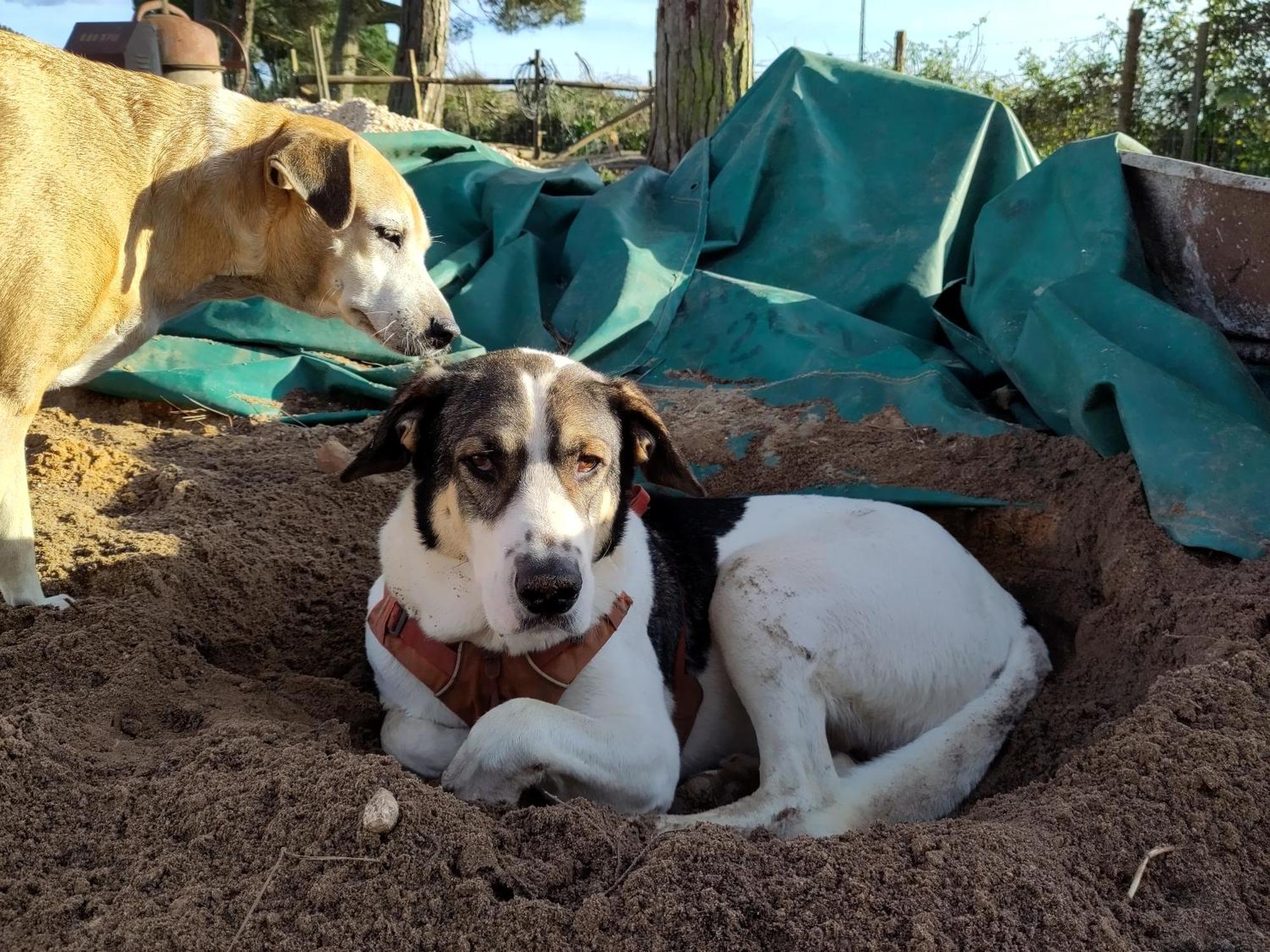 Cosy Nest In Animal Rescue Monte Dos Vagabundos Hotel Sao Teotonio Luaran gambar